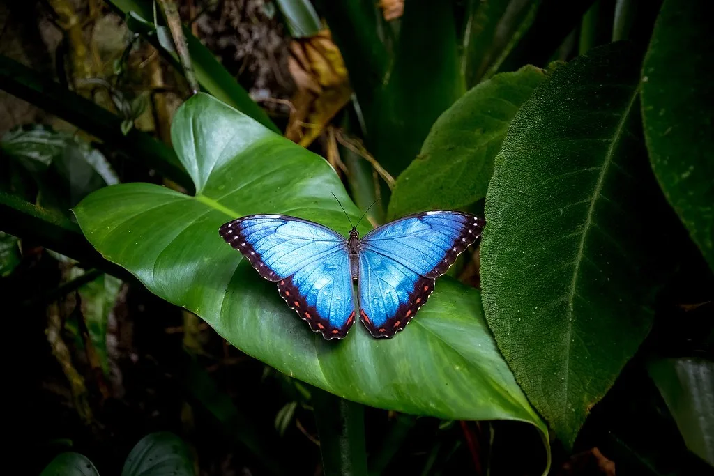 Blue Morpho Butterfly: Facts, Life Cycle, Habitat, Diet, Meaning, Size, and More